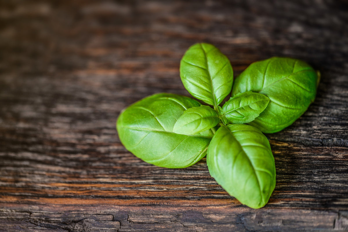 aluminium-print-basil-leaf-in-xxl