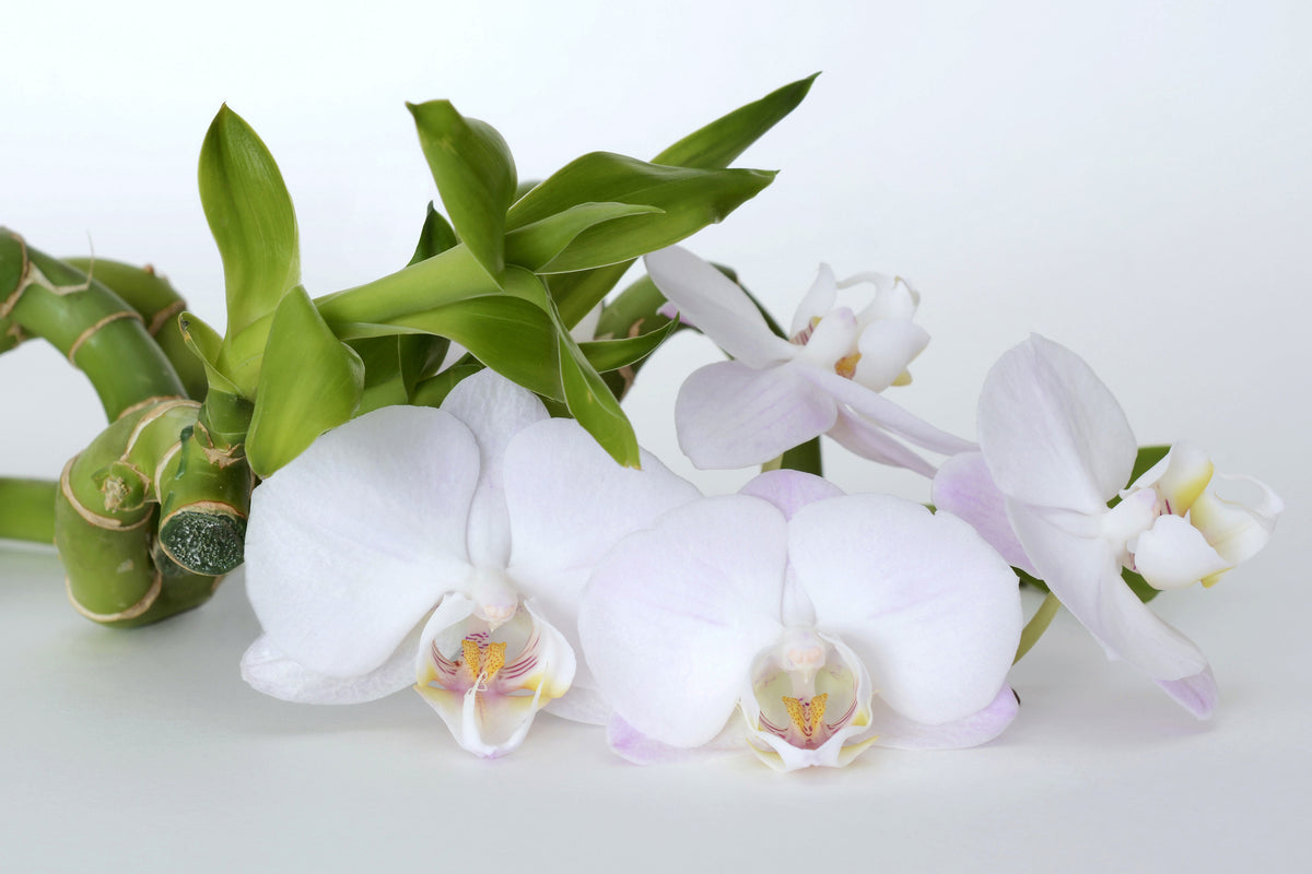 canvas-print-orchid-and-bamboo