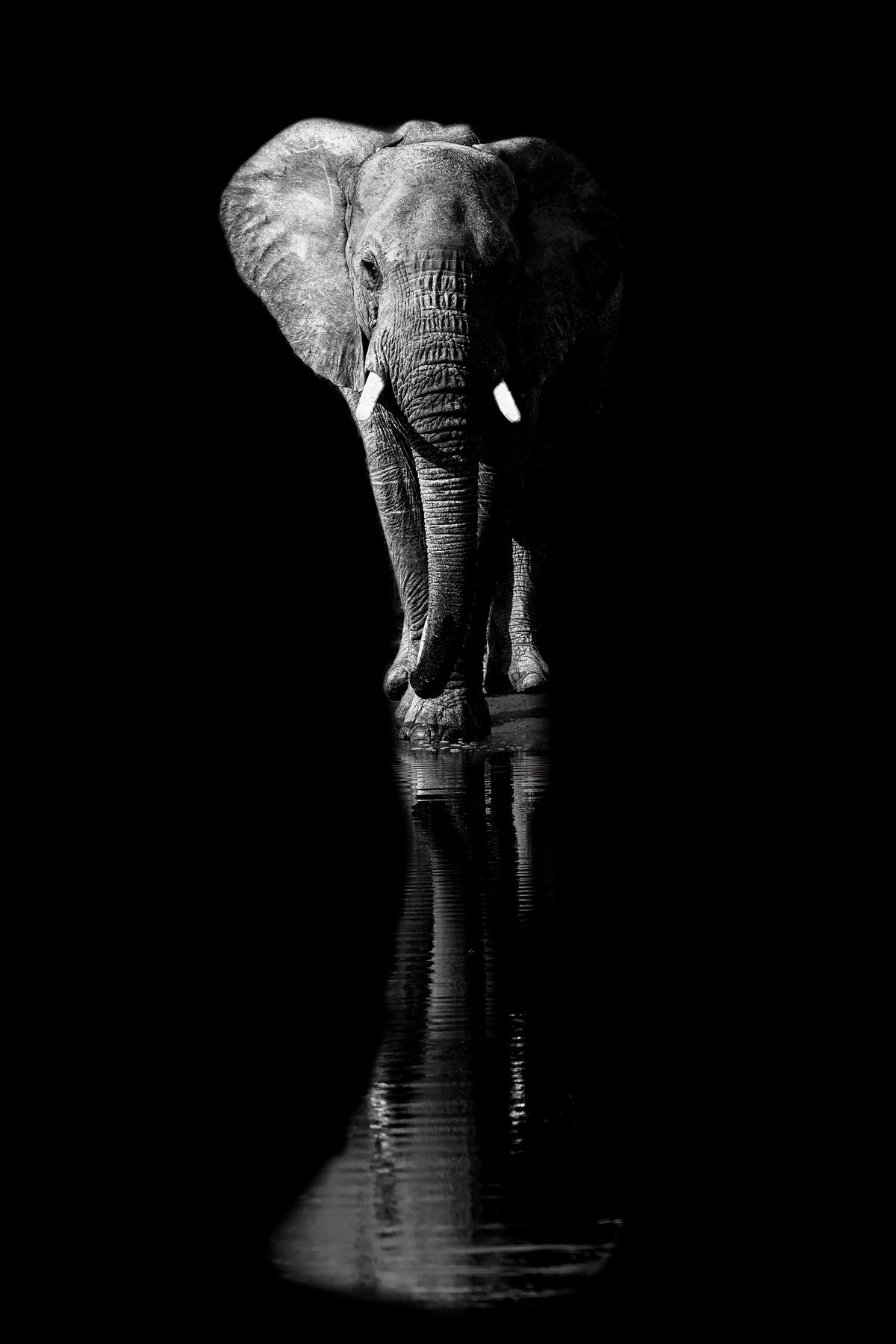 acrylic-print-elephant-xsa