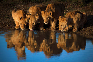 aluminium-print-lions-of-mara