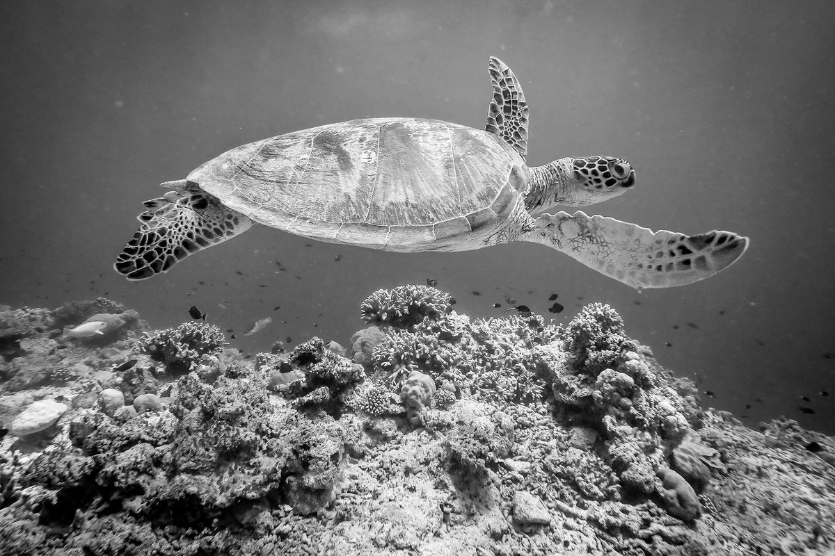 framedcanvas-print-sea-turtle-at-sipadan-x