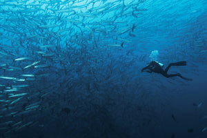 framedcanvas-print-in-a-fishschool-of-barracudas-x