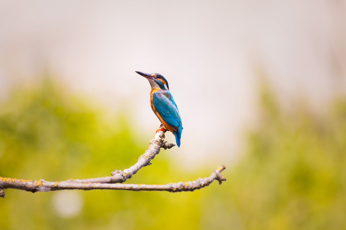 3-piece-acrylic-print-the-kingfisher