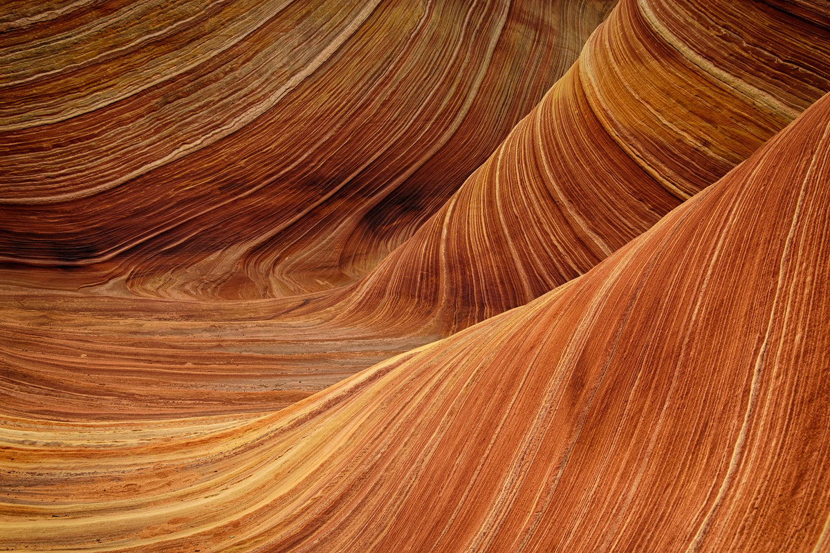 canvas-print-the-movement