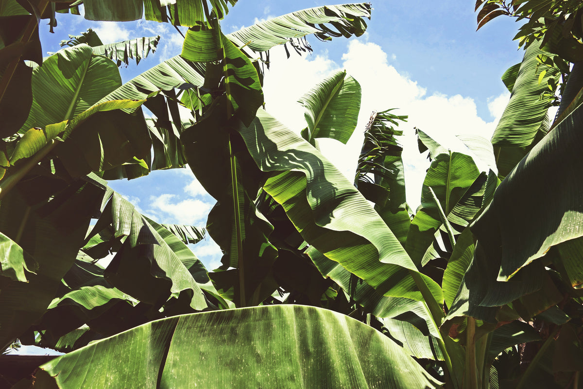 poster-print-in-the-middle-of-the-jungle