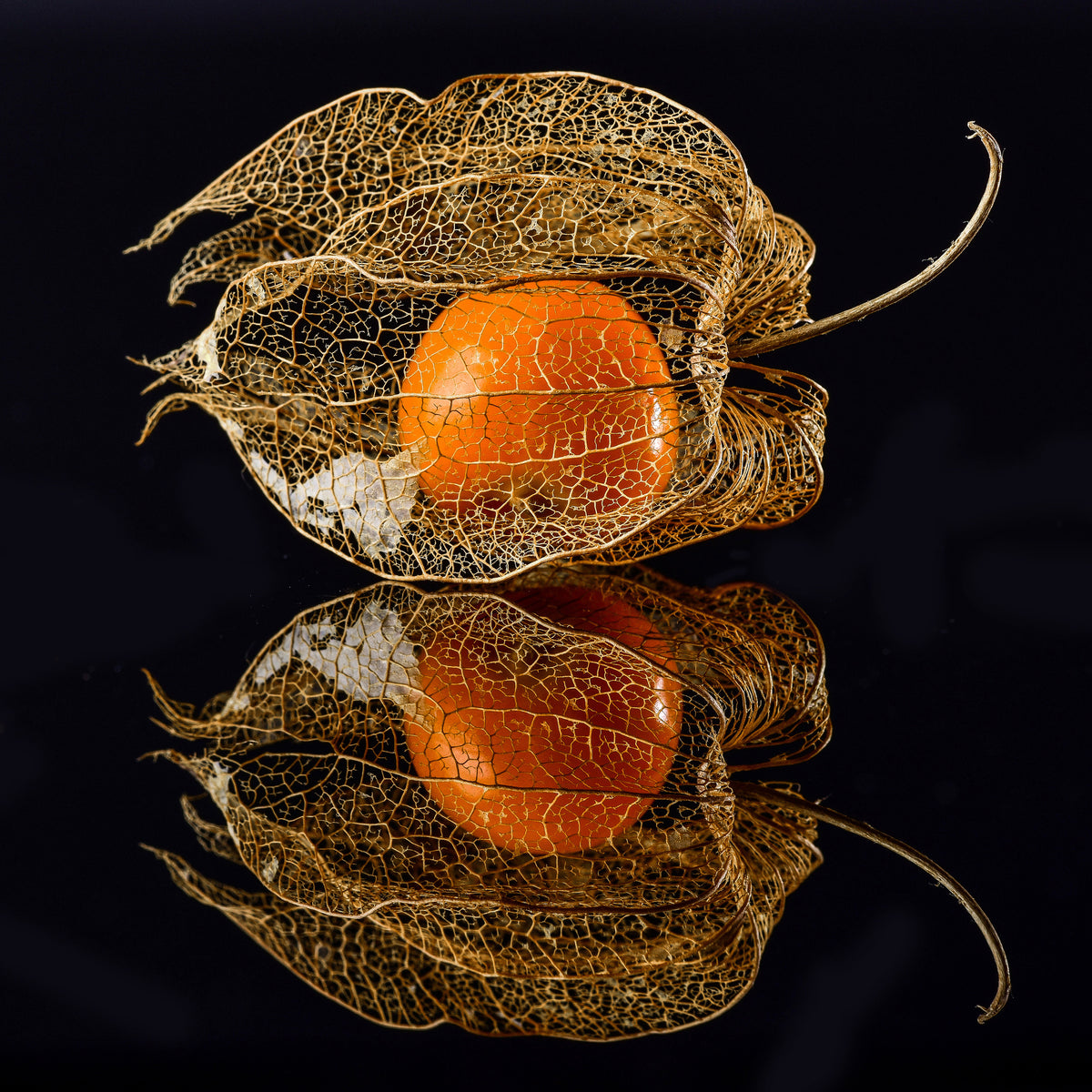 4-piece-acrylic-print-physalis
