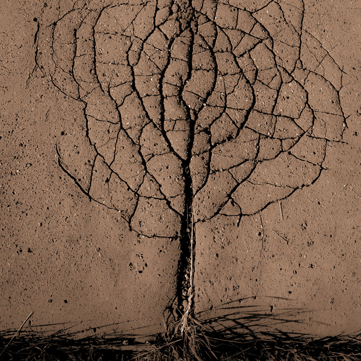 aluminium-print-asphalt-tree