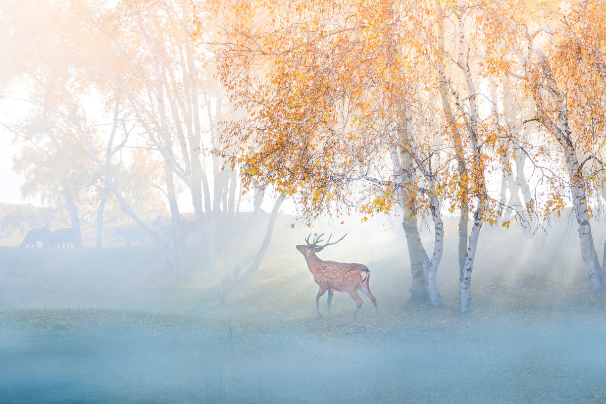 acrylic-print-elk-lost-in-mist-x