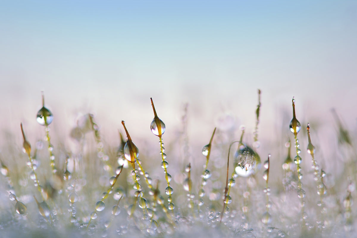 3-piece-canvas-print-the-dew-drops