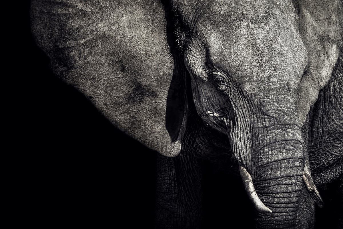 3-piece-aluminium-print-the-matriarch