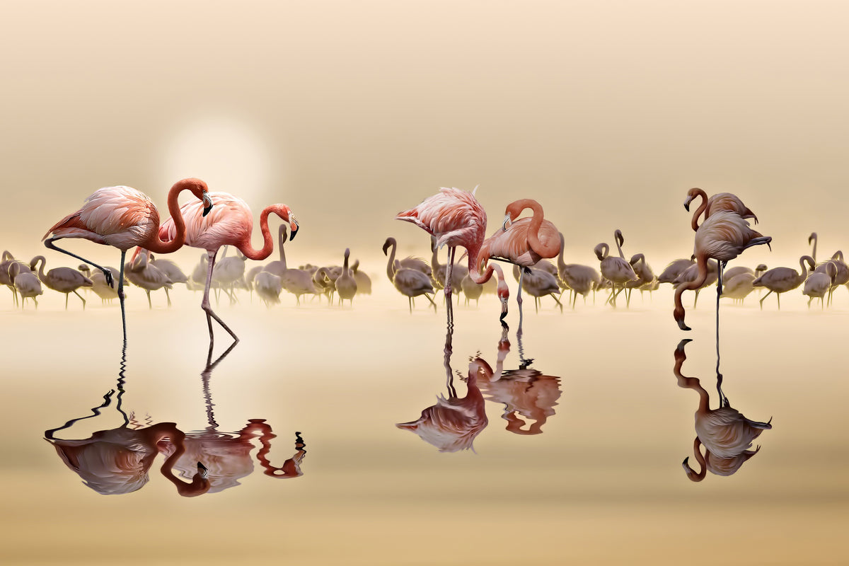 framedcanvas-print-flamingos-x