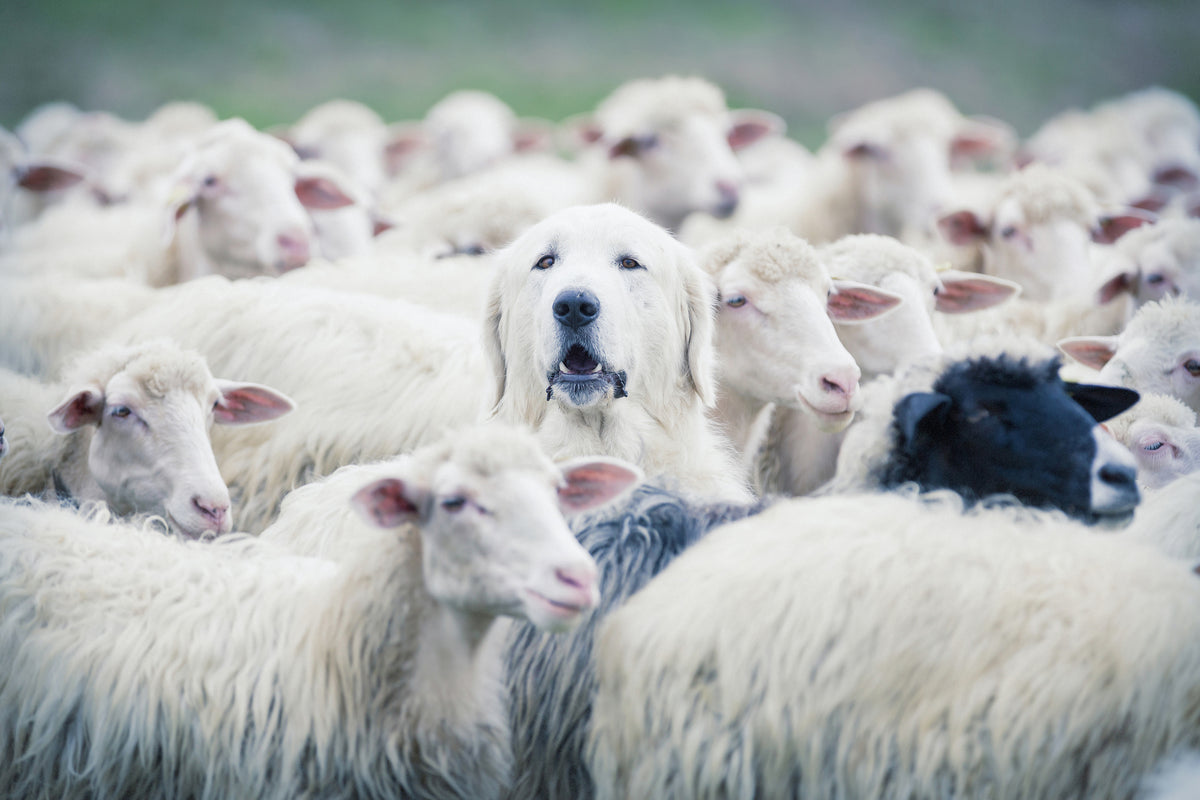 3-piece-acrylic-print-in-disguise