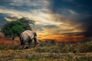 3-piece-acrylic-print-the-elephant-in-the-sunset