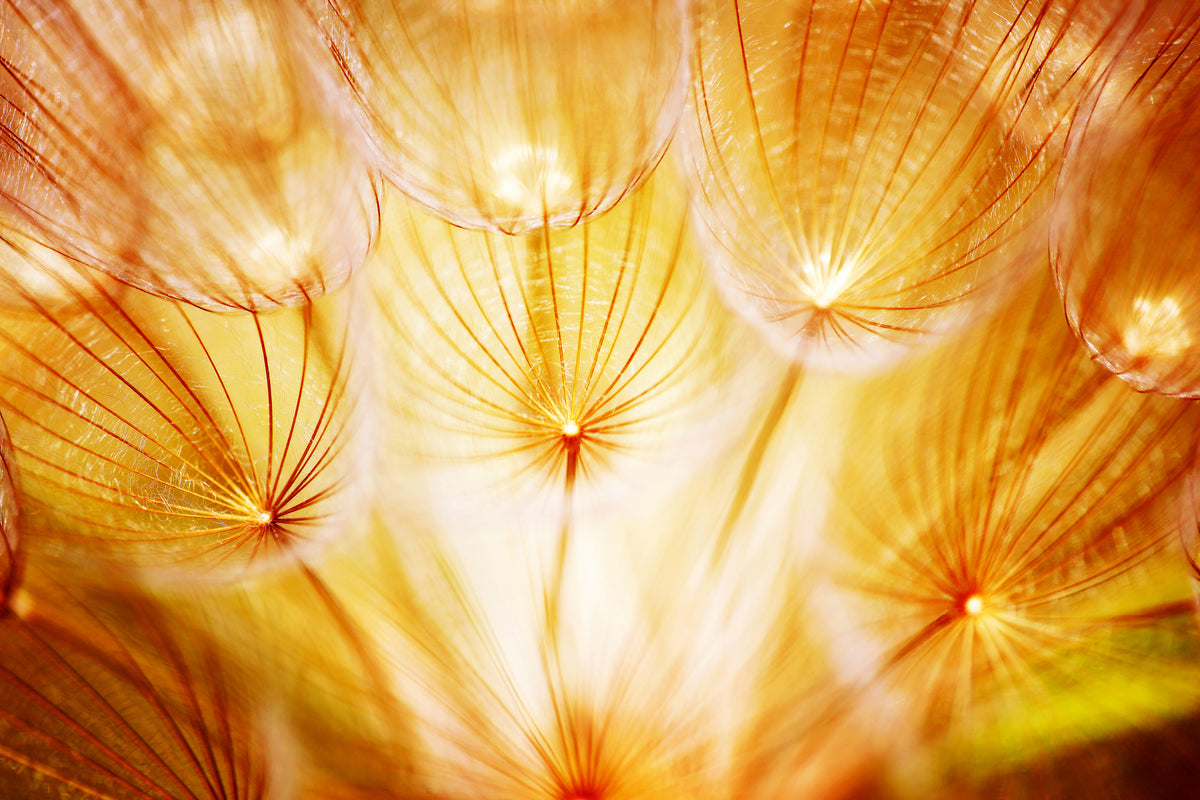 modern-3-piece-canvas-print-close-up-dandelion-in-light
