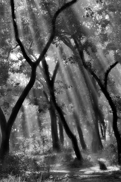 poster-print-enchanted-forest-ii
