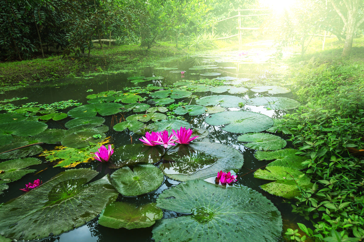 framedposter-print-garden-pond