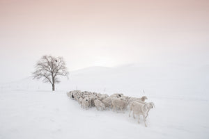 canvas-print-flock-looking-for-food-x