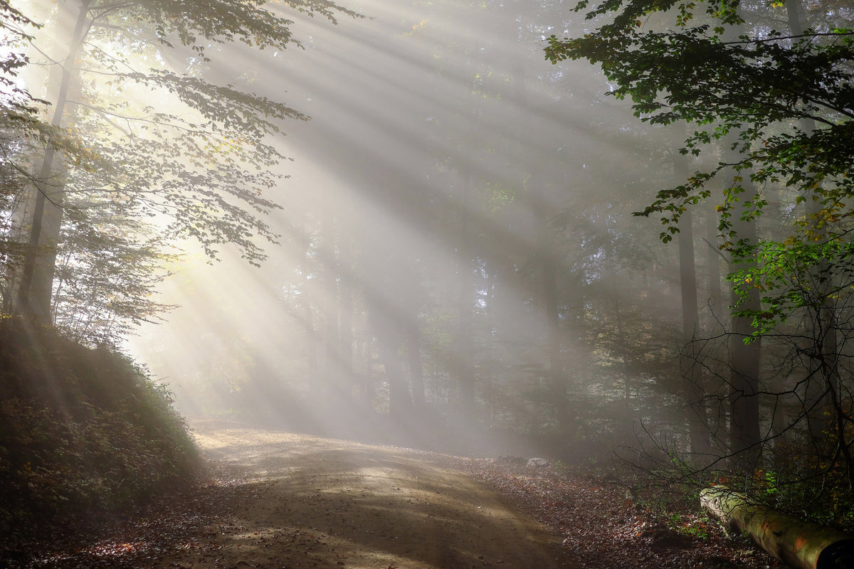 aluminium-print-mystical-light-in-the-forest