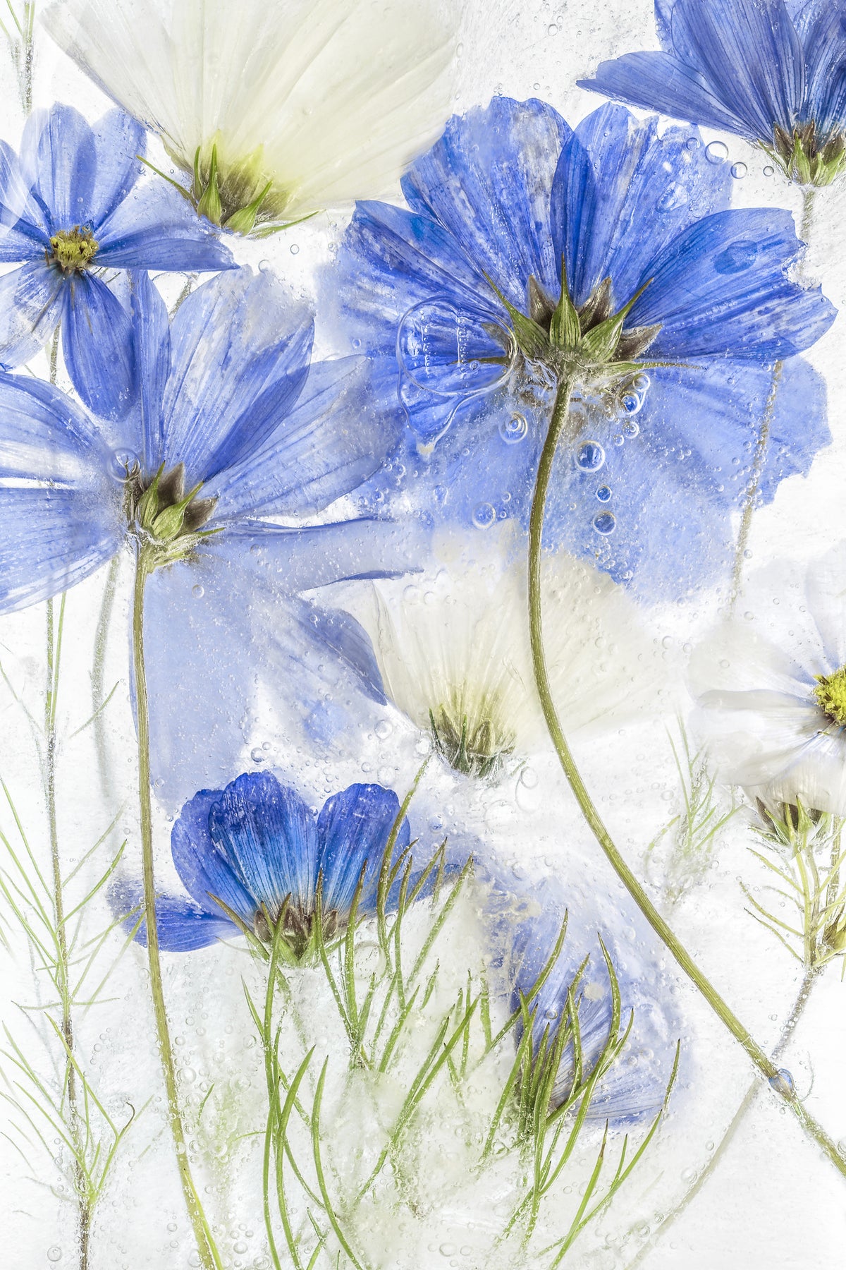 aluminium-print-cosmos-blue