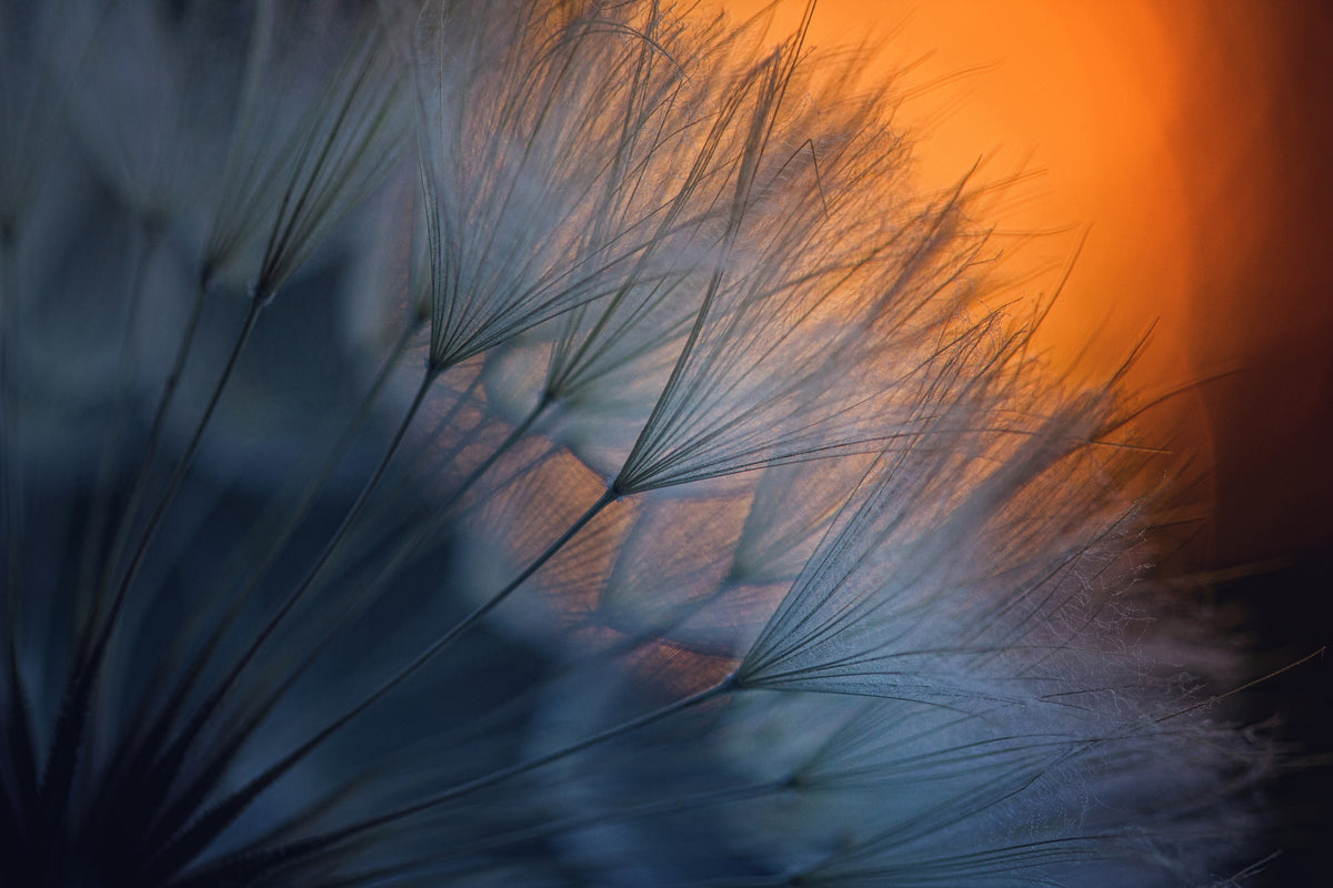 acrylic-print-feathers-p