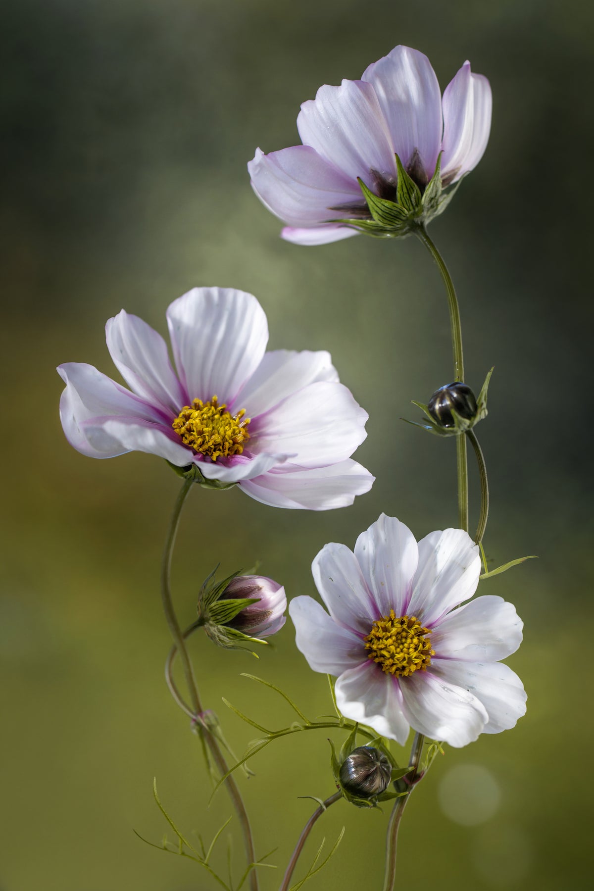aluminium-print-cosmos-ii