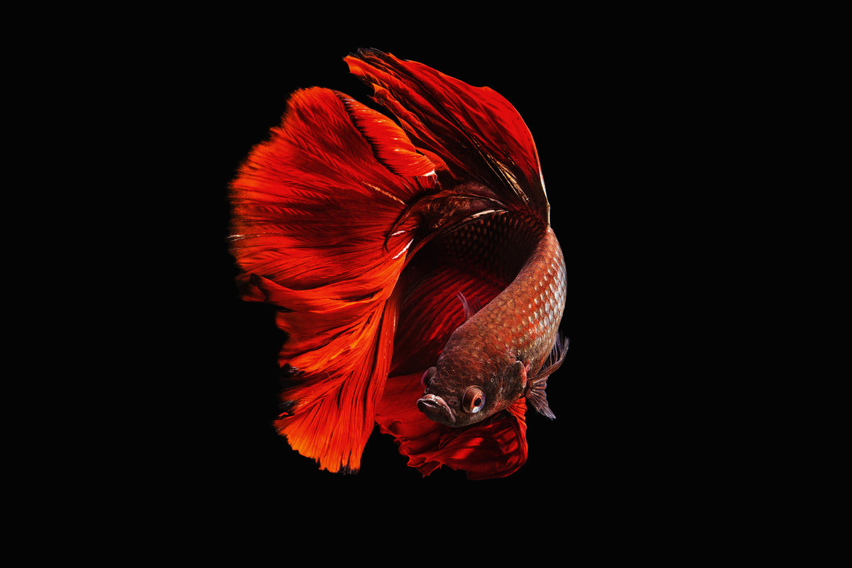 3-piece-canvas-print-the-red
