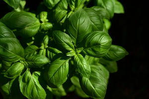 modern-3-piece-aluminium-print-basil-in-xl