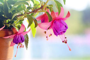 framedposter-print-the-fuchsias
