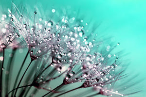 3-piece-aluminium-print-macro-dandelion-p