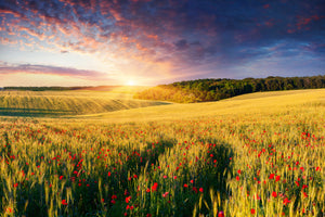 3-piece-acrylic-print-a-flower-field-at-sunrise
