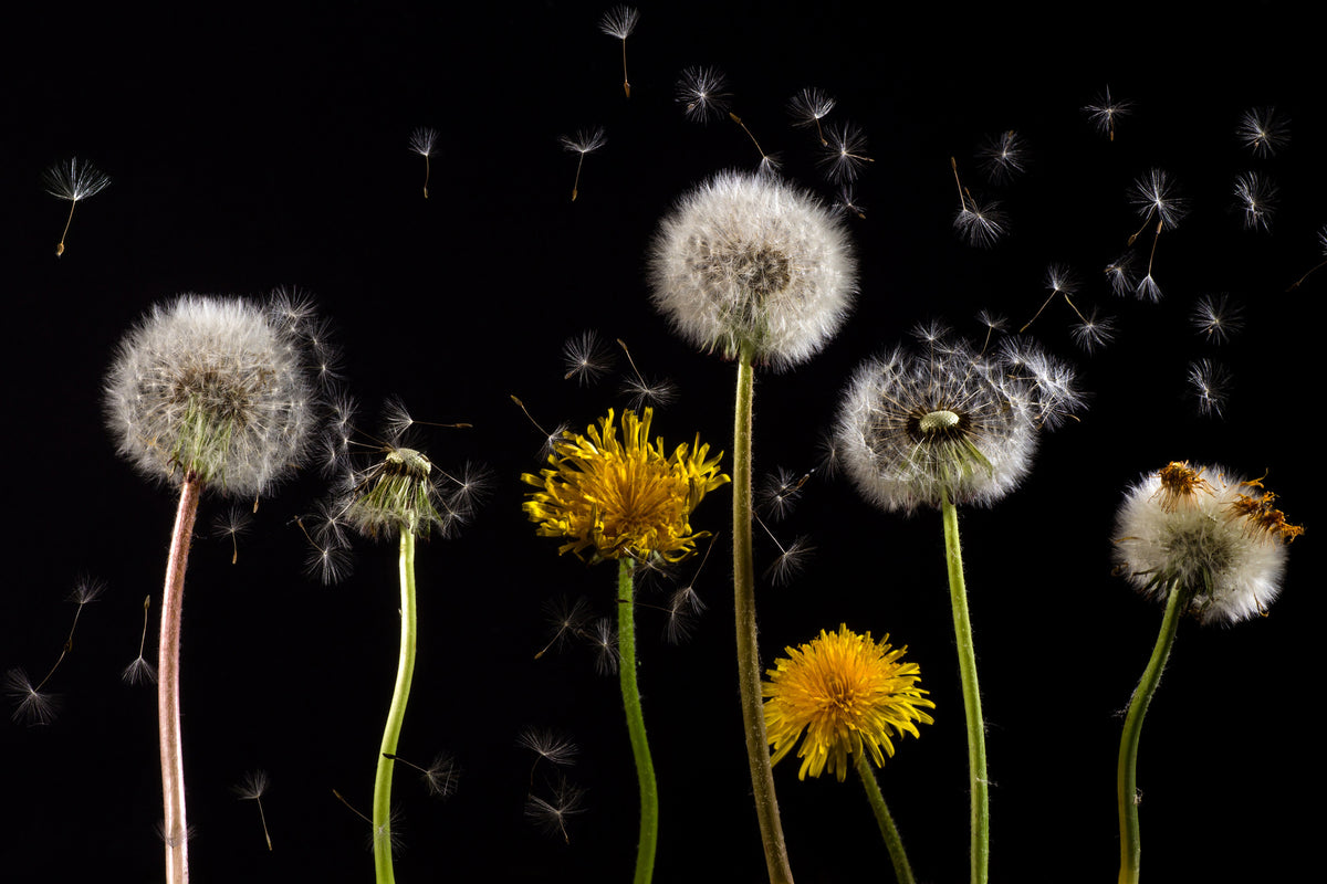 3-piece-acrylic-print-the-phases-of-dandelion