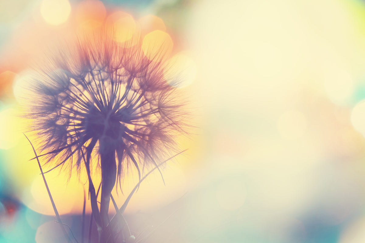 aluminium-print-the-dandelion-in-the-light