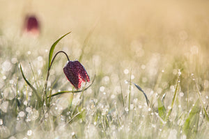poster-print-morningdew