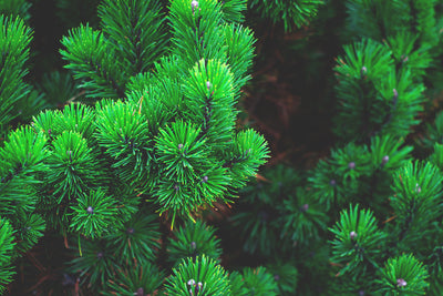poster-print-pine-xl