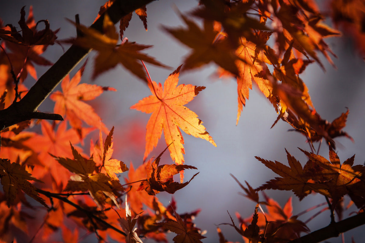 framedposter-print-maple-leaves-in-autumn
