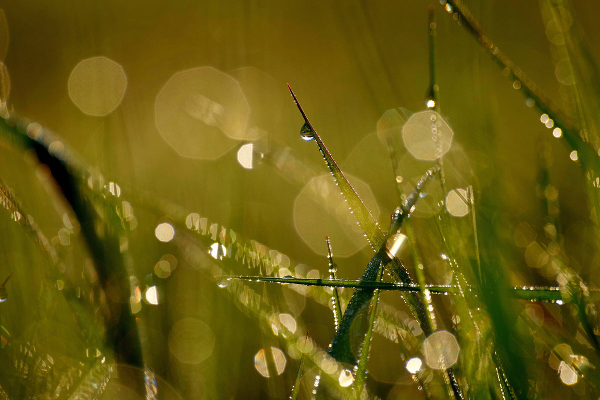 3-piece-acrylic-print-dew-in-the-morning