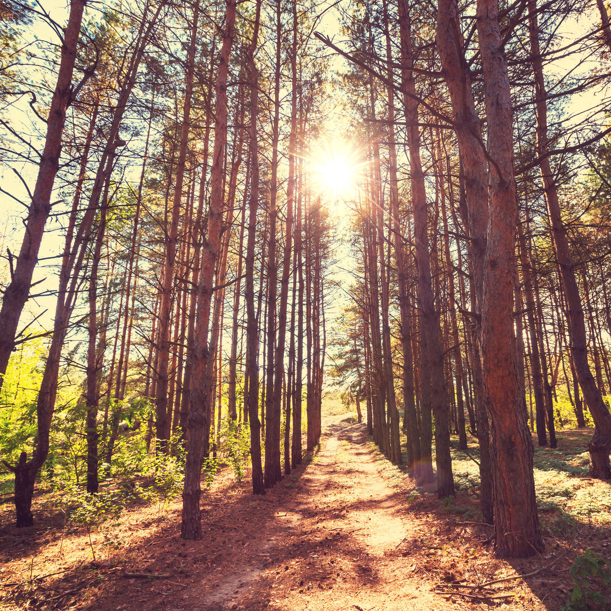 poster-print-light-at-the-end-of-the-forest-path