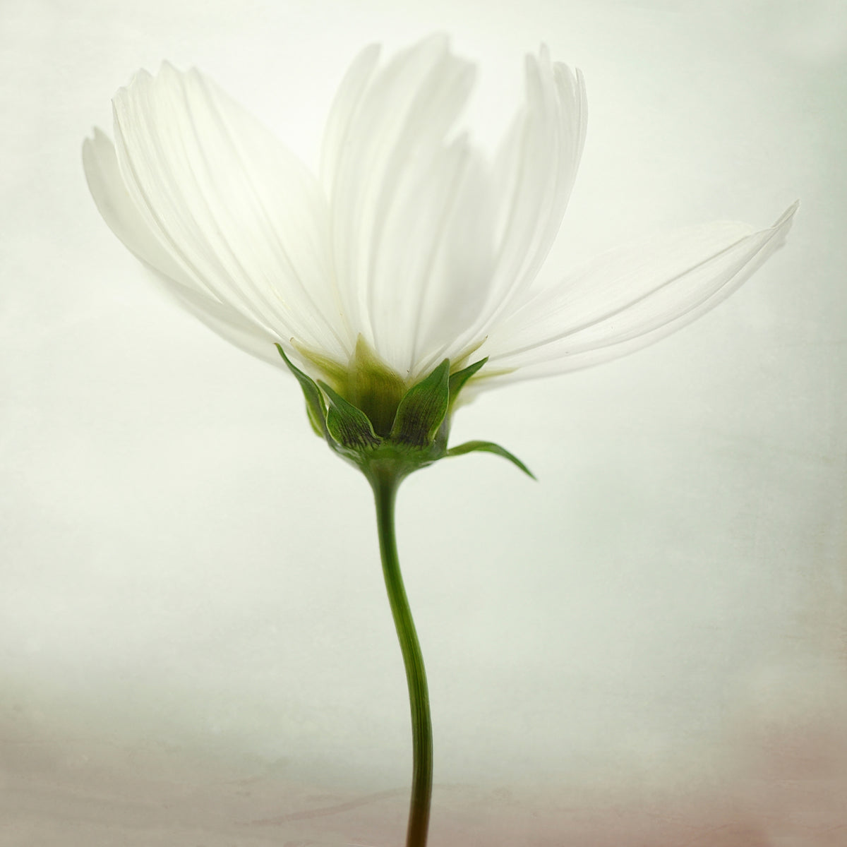 poster-print-white-cosmos