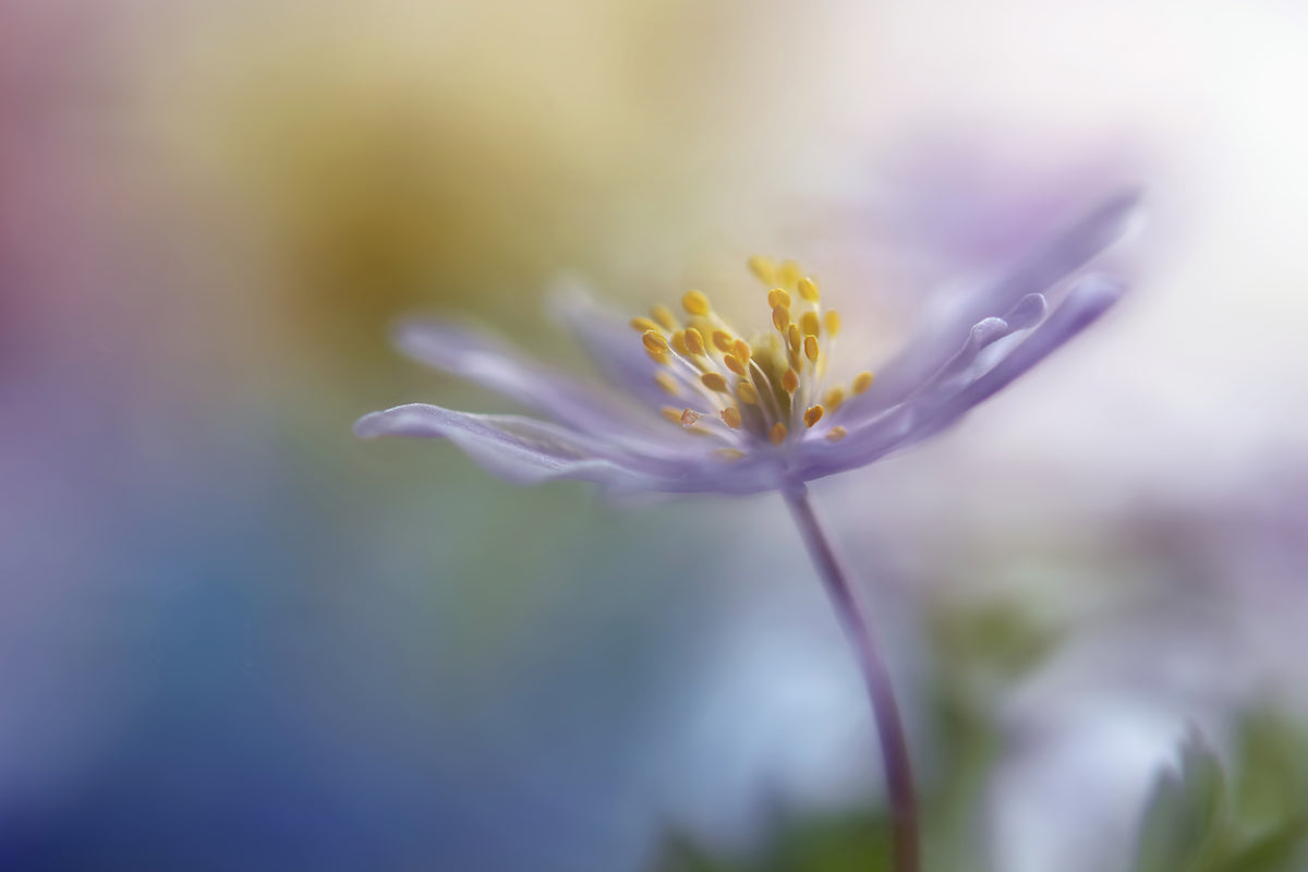 3-piece-canvas-print-springtime-watercolor