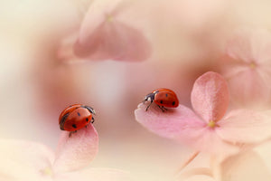 framedcanvas-print-ladybirds-on-pink-hydrangea