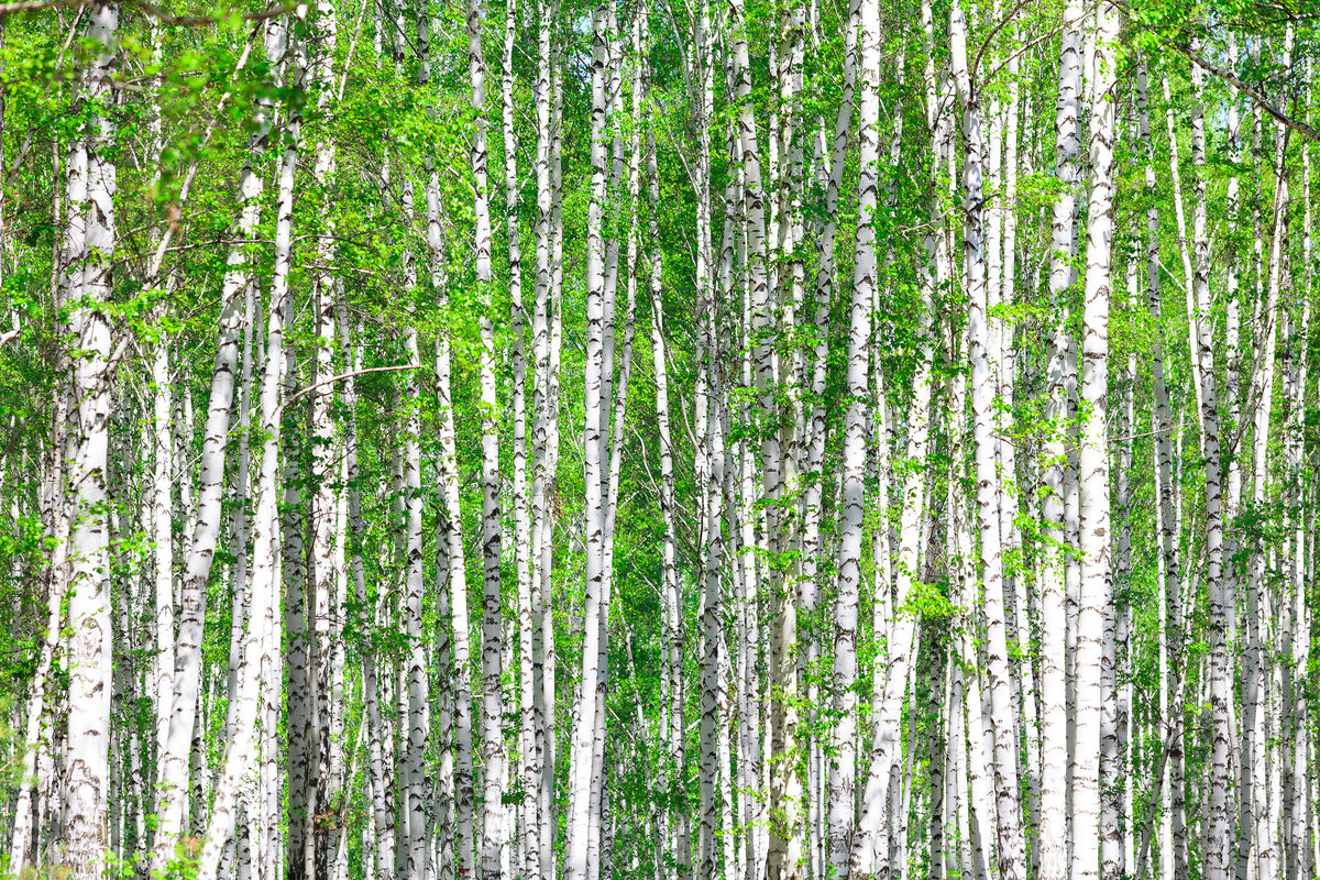 3-piece-aluminium-print-the-birch-forest