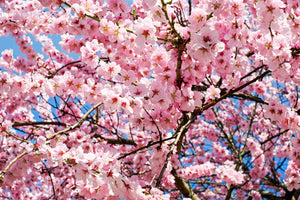 poster-print-wonderful-japanese-cherry