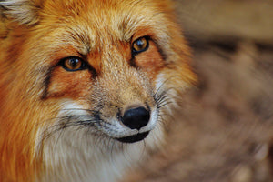 acrylic-print-the-fox