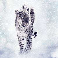 poster-print-photo-wallaper-the-leopard