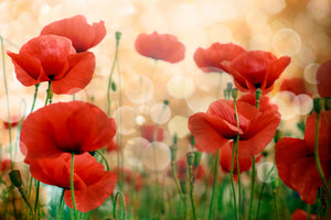 canvas-print-the-poppy