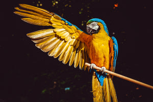 3-piece-canvas-print-the-macaw