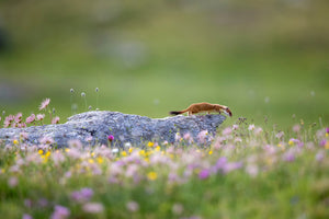 canvas-print-ermine-on-patrol-x