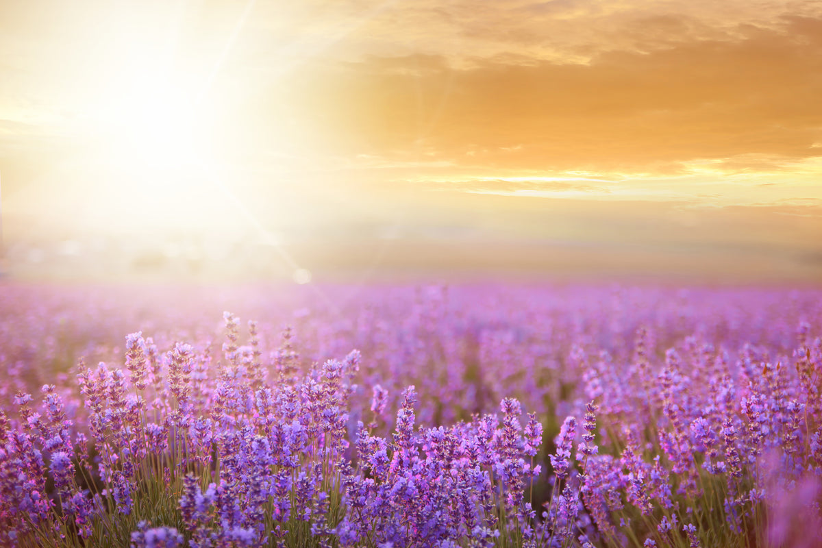poster-print-sunset-in-lavender-field
