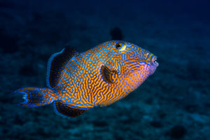 3-piece-acrylic-print-blue-triggerfish