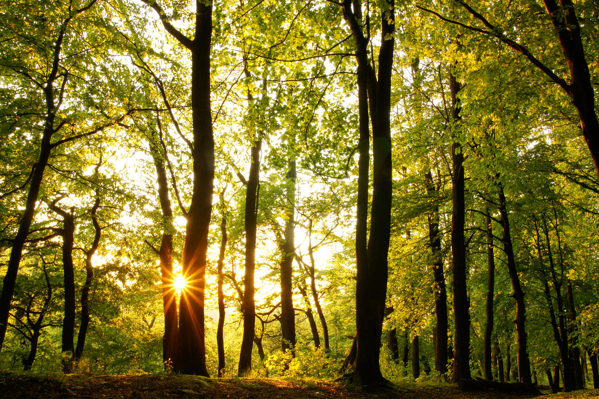 3-piece-canvas-print-sunset-between-trees